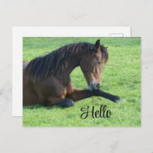 Mooie bruine paard ligt in het gras feestdagenkaart (Voorkant / Achterkant)