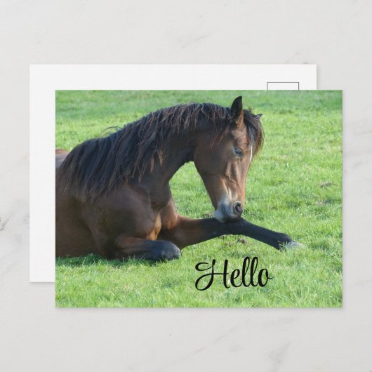 Mooie bruine paard ligt in het gras feestdagenkaart (Voorkant / Achterkant)