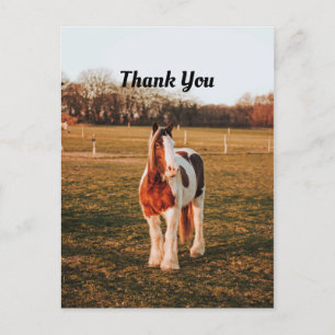 Mooie bruine verf Draft paard foto Bedankt Briefkaart