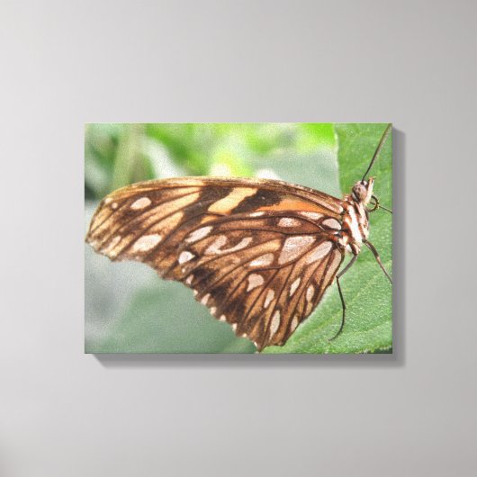 Mooie Bruine Vlinder Canvas Print (Voorkant)