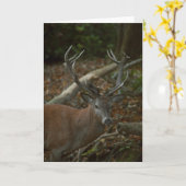 Mooie buck fotografie blanco kaart (Gele Bloem)