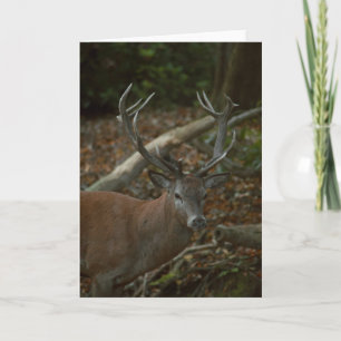 Mooie buck fotografie blanco kaart