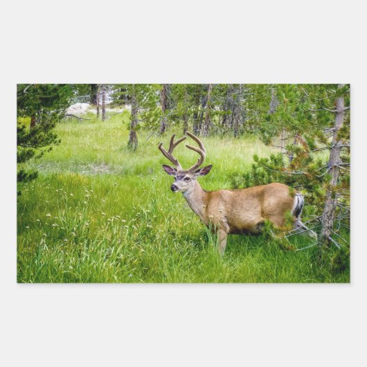 Mooie Buck in de Meadow Sticker (Voorkant)