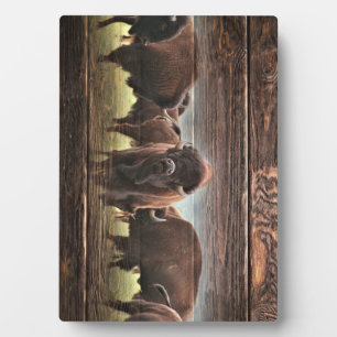 Mooie Buffalo Herd Fotoplaat