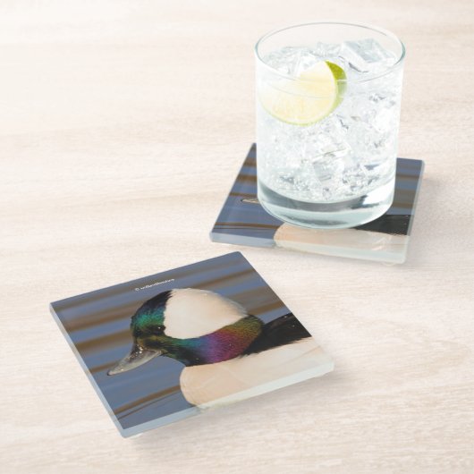 Mooie Bufflehead Duck in de middags-zon Glazen Onderzetter (Schuin)