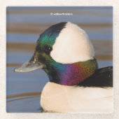 Mooie Bufflehead Duck in de middags-zon Glazen Onderzetter (Voorkant)