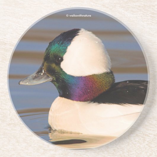 Mooie Bufflehead Duck in de middags-zon Zandsteen Onderzetter (Voorkant)