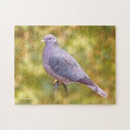 Mooie buikduiven in mijn achtertuin legpuzzel
