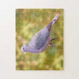 Mooie buikduiven in mijn achtertuin legpuzzel