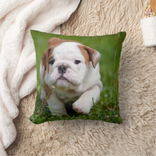 Mooie bulldog puppy kussen