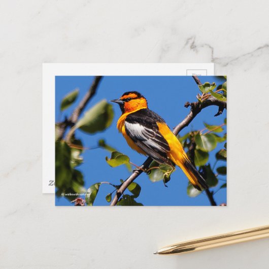 Mooie Bullock's Oriole de Pear Tree Briefkaart (Voorkant / Achterkant in situ)
