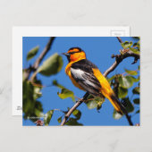 Mooie Bullock's Oriole de Pear Tree Briefkaart (Voorkant / Achterkant)