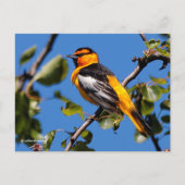 Mooie Bullock's Oriole de Pear Tree Briefkaart (Voorkant)
