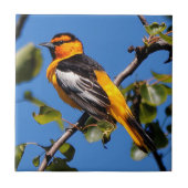 Mooie Bullock's Oriole de Pear Tree Tegeltje (Voorkant)
