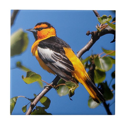 Mooie Bullock's Oriole de Pear Tree Tegeltje (Voorkant)