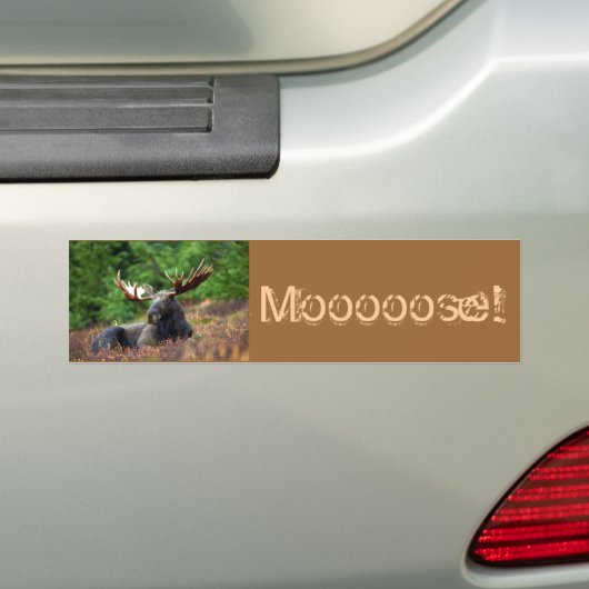 Mooie! Bumpersticker (Op auto)