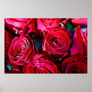 Mooie bundel rode rozen poster