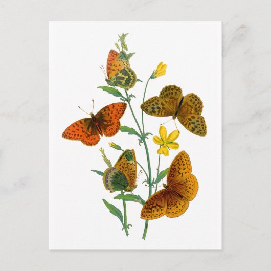 Mooie Butterflies Briefkaart (Voorkant)