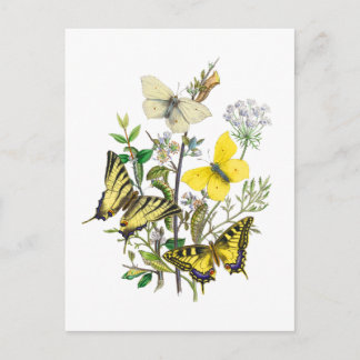 Mooie Butterflies Briefkaart