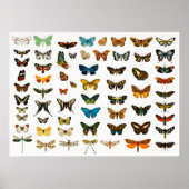 Mooie Butterflies Poster (Voorkant)