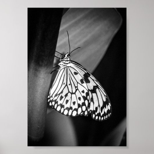 Mooie Butterfly Black en White Archival Poster (Voorkant)