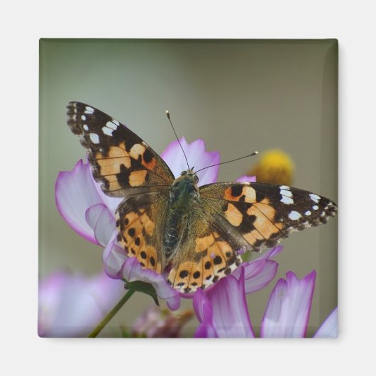 Mooie Butterfly Magnet (Voorkant)