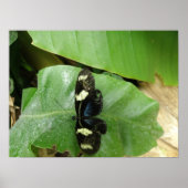 Mooie Butterfly-printer Poster (Voorkant)