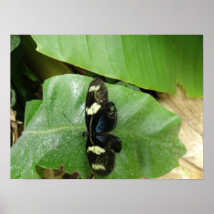 Mooie Butterfly-printer Poster