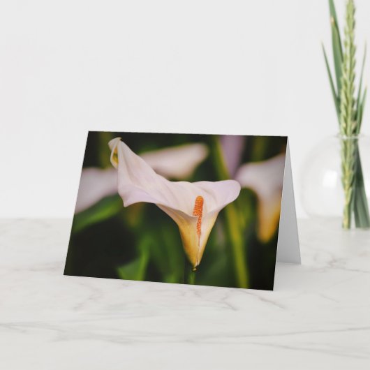 Mooie Calla Lily in Garden Flower Note Kaart (Voorkant)