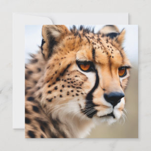 Mooie Cheetah
