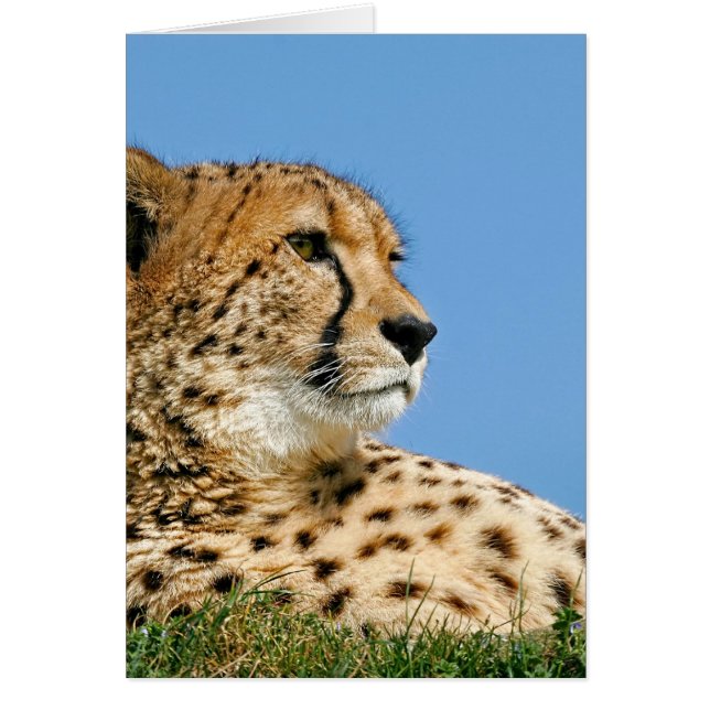 Mooie Cheetah (Voorkant)