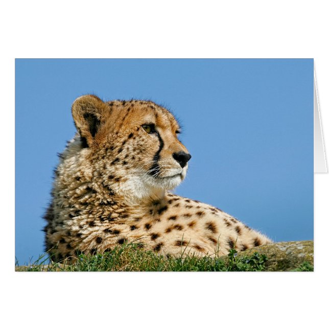 Mooie Cheetah (Voorkant Horizontaal)