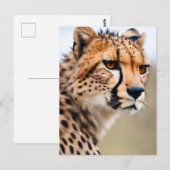 Mooie Cheetah Briefkaart (Voorkant / Achterkant)