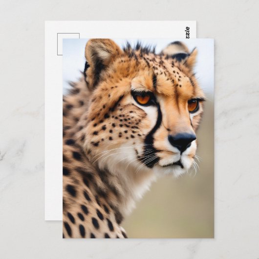 Mooie Cheetah Briefkaart (Voorkant / Achterkant)