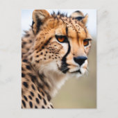 Mooie Cheetah Briefkaart (Voorkant)