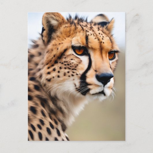 Mooie Cheetah Briefkaart (Voorkant)