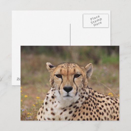 Mooie cheetah-portret briefkaart (Voorkant / Achterkant)