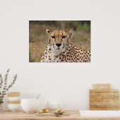 Mooie cheetah-portret poster (Keuken)