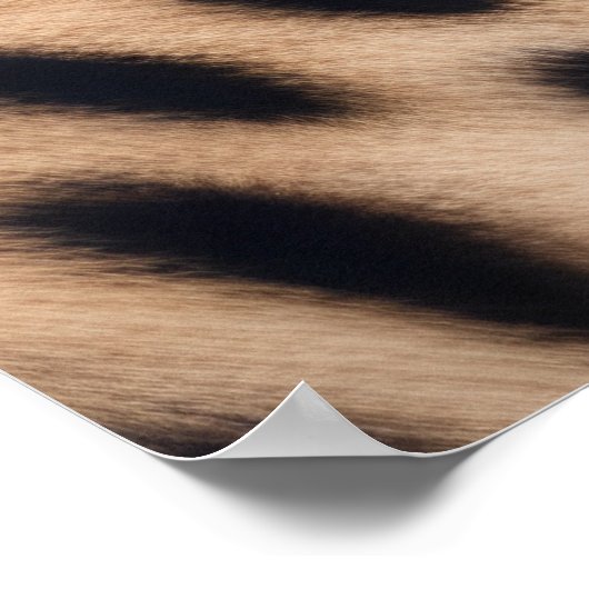 Mooie Cheetah Poster (Hoek)