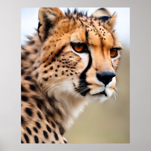 Mooie Cheetah Poster (Voorkant)