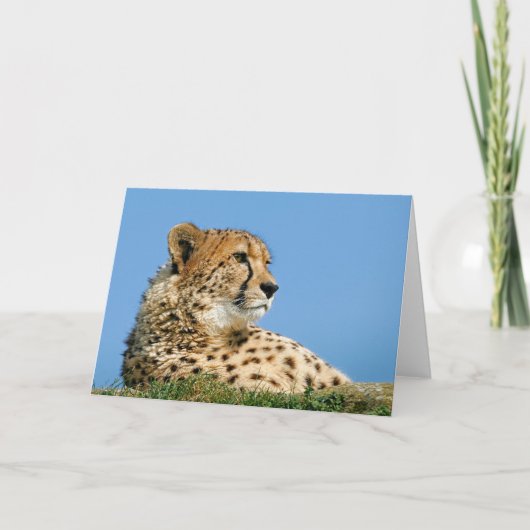 Mooie Cheetah Wenskaart. Kaart (Voorkant)