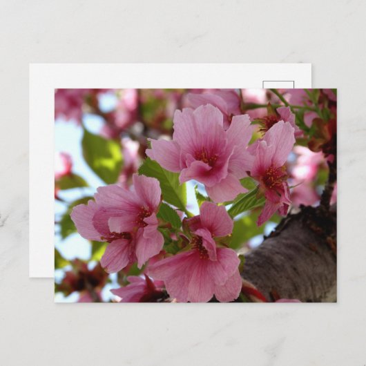 Mooie Cherry Blossoms Foto Aangepast Briefkaart (Voorkant / Achterkant)