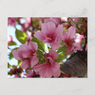 Mooie Cherry Blossoms Foto Aangepast Briefkaart