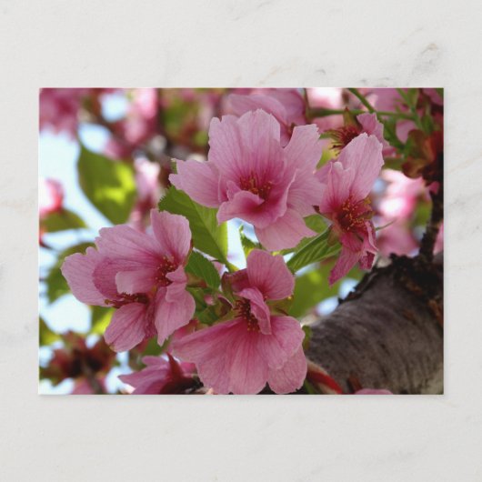 Mooie Cherry Blossoms Foto Aangepast Briefkaart (Voorkant)