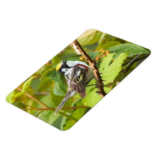 Mooie Chestnut-sided Warbler op een Bijkantoor Magneet (Linkerzijde)