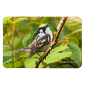 Mooie Chestnut-sided Warbler op een Bijkantoor Magneet (Horizontaal)