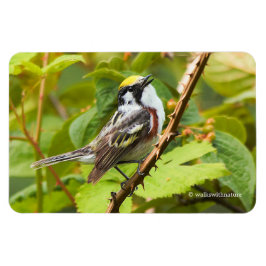 Mooie Chestnut-sided Warbler op een Bijkantoor Magneet