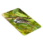 Mooie Chestnut-sided Warbler op een Bijkantoor Magneet (Rechterzijde)