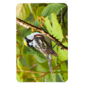 Mooie Chestnut-sided Warbler op een Bijkantoor Magneet (Verticaal)