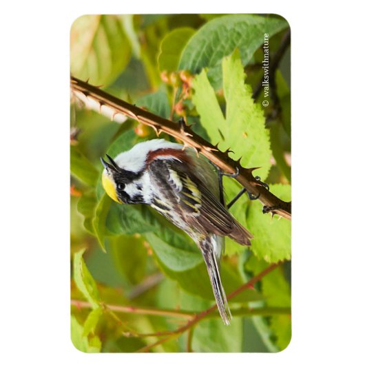 Mooie Chestnut-sided Warbler op een Bijkantoor Magneet (Verticaal)